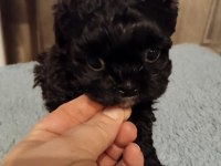 Shihpoo yavrular