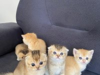 Scottish fold