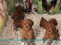 IRK VE SAĞLIK GARANTİLİ KISA BACAK TEACUP POODLE YAVRULAR