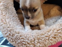 Chihuahua orjinal teacup bebekler