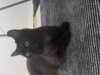 Mardin içi british shorthair