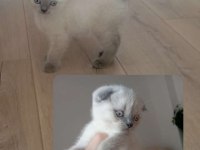 1 .5 aylık erkek scottish fold sahiplendirilecektir