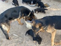 Alman kurdu yavru köpekler