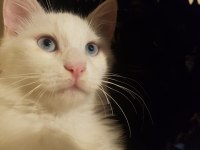 9 Aylık Boncuk Mavisi Deli Çocuk Kedimiz