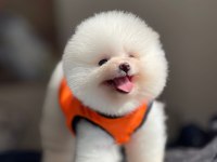 Show Kalite Ayı Surat Pomeranian Yavrular