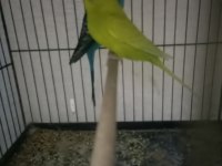 Eş damzılık yavru alınmış bir çok eş vardır kuşlar