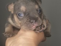 A kaliteli french bulldog yavrularım