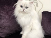 Full Şecereli scottish straight Longhair yetişkn dişi