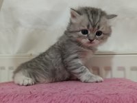 GÜZELLER GÜZELİ BRİTİSH