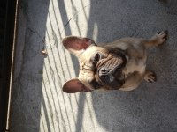 1,5 Yaşında French Bulldog Erkek