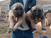 kangal köpeği yavruları yeni evini arıyor