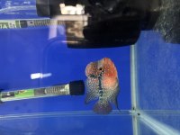 12 CM FLOWERHORN