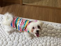 Güzel cindy maltese