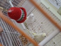 Sarı ve Beyaz İki Adet Albino Büyük Kafes İle Birlikte Kuşum