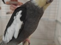 Çift sultan papağanı
