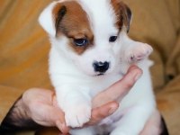 FCI Şecereli Safkan Erkek Jack Russell Terrier