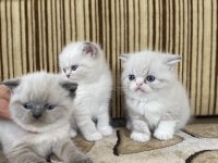 Minik yavrularımıza yuva arıyoruz british shorthair