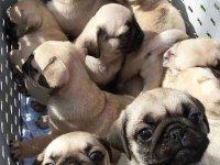 Pug 55 - 65 günlük Erkek Ve Dişi Yavrular