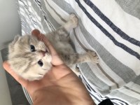 Yakışıklı erkek scottish fold