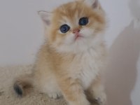 British Shorthair Golden Erkek