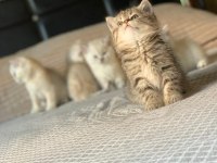 Show kalite british shorthair yavru