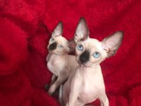 Sphynx sfenks tüysüz dişi erkek yavruları