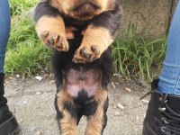 Sağlam Kan Hatlı Rottweiler Yavrular