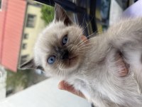 British shorthair yavrular