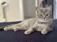 15 aylık dişi british shorthair