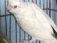 Albino sultan papağanları