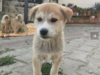 Son 3 tane kaldı sibirya kurdu gözler renkli