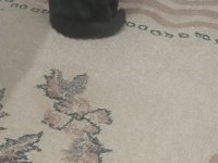 3 aylık dişi kedimiz