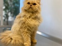 Chinchilla 2 erkek yavru
