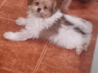 POMAPOO BEBEKLER