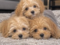 poodle ayarında maltipoo miniklerim