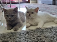 Acil sahiplendirme british shorthair ve blue point yavrular