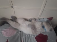 4 aylık scottish fold