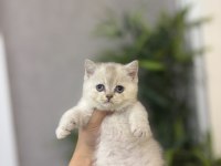 Birbirinden Güzel Brıtısh Shorthair Yavrularım