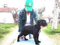 ŞECERELİ CANE CORSO YAVRULARI