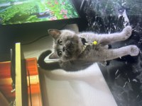 British shorthair yavru kediler