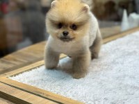 Pomeranian Köpeğimiz Yeni Yuvalarını bekliyor