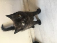 British shorthair yavru 3 aylık
