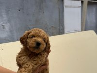 Teslime hazır maltipoo yavrularımız