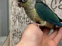 Her Renk Bebek Konur Papağanları