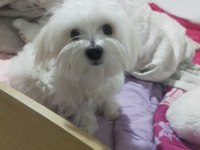 Çiftleştirme maltese köpeği
