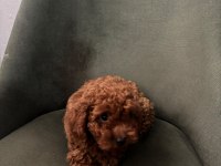Minik Kore poodle