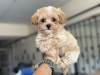 Ankaranın  en güzel kore maltipoo yavruları