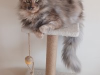 Dişi Maine Coon