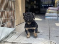 Egzotik Üst Düzey full Fluffy Dişi Fransız Bulldog