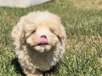 TEACUP MALTİPOO BEBEKLERİ SİZLERİ BEKLİYOR 